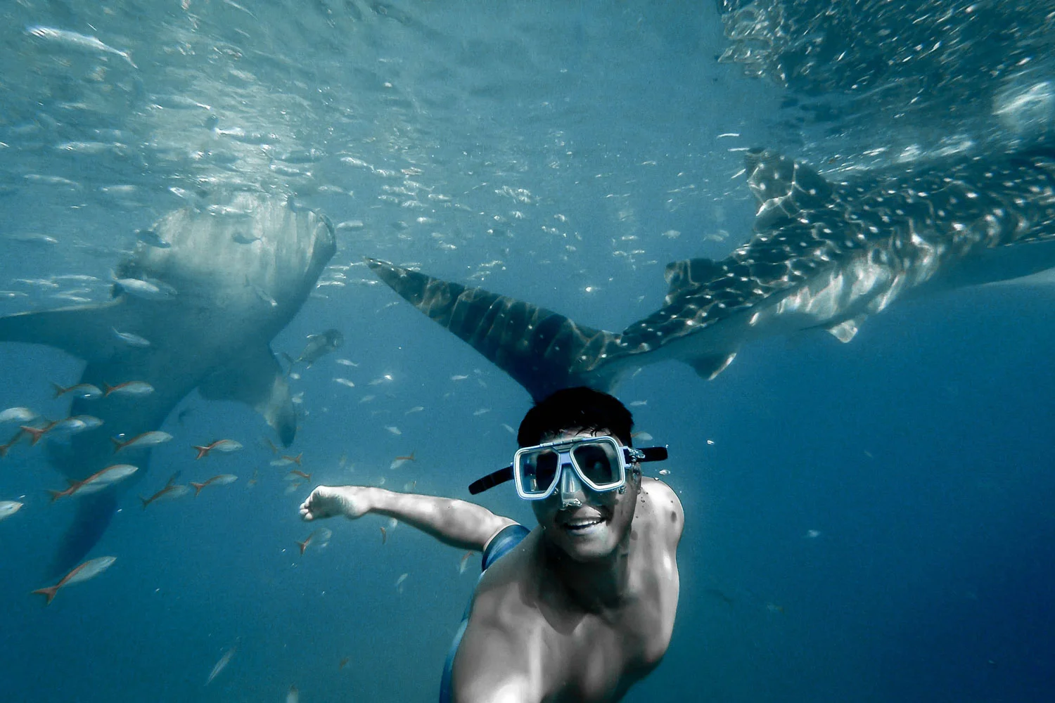 ‘Tis the Season to Swim With Whale Sharks
