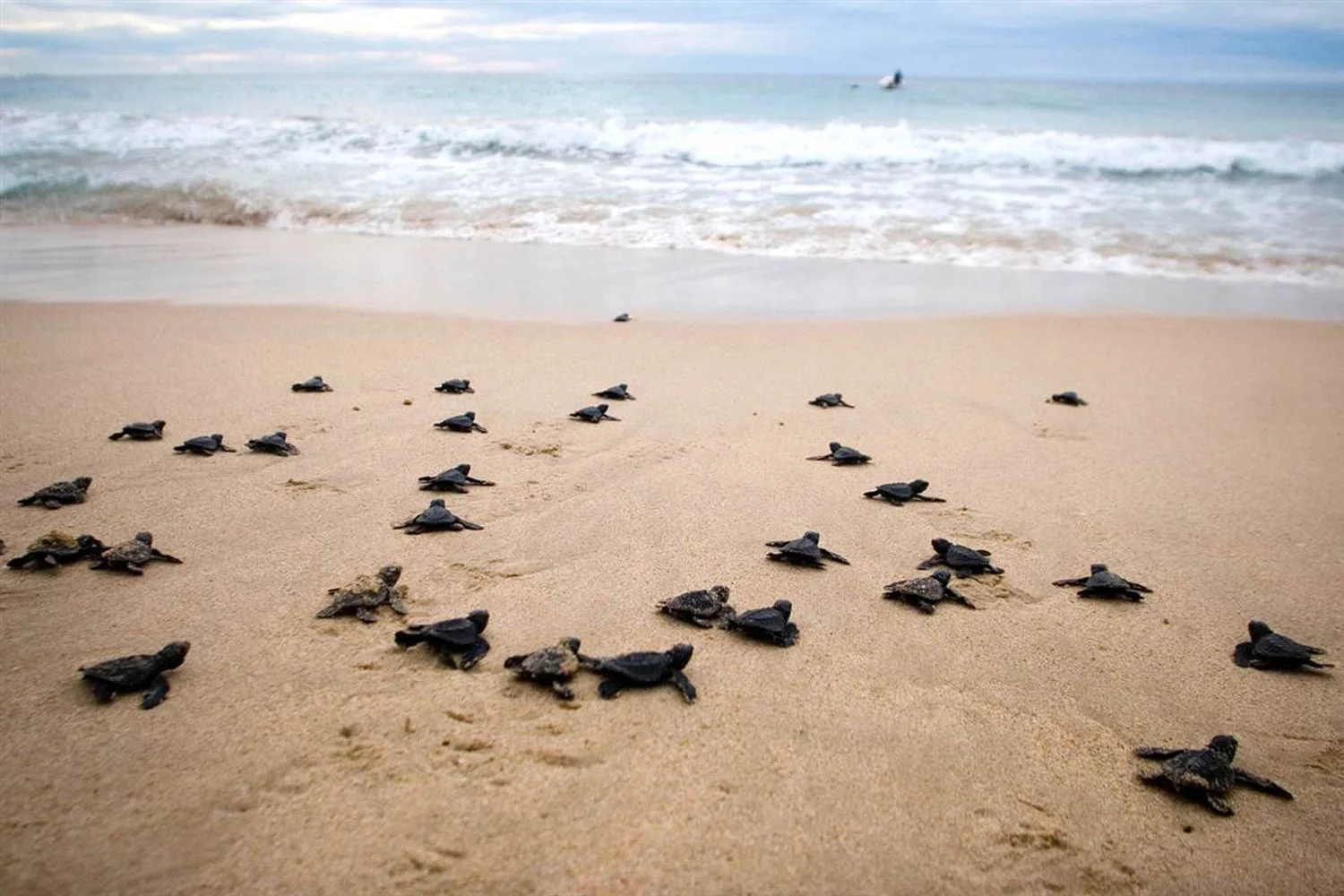 Sea Turtle Nesting Season in the Riviera Maya
