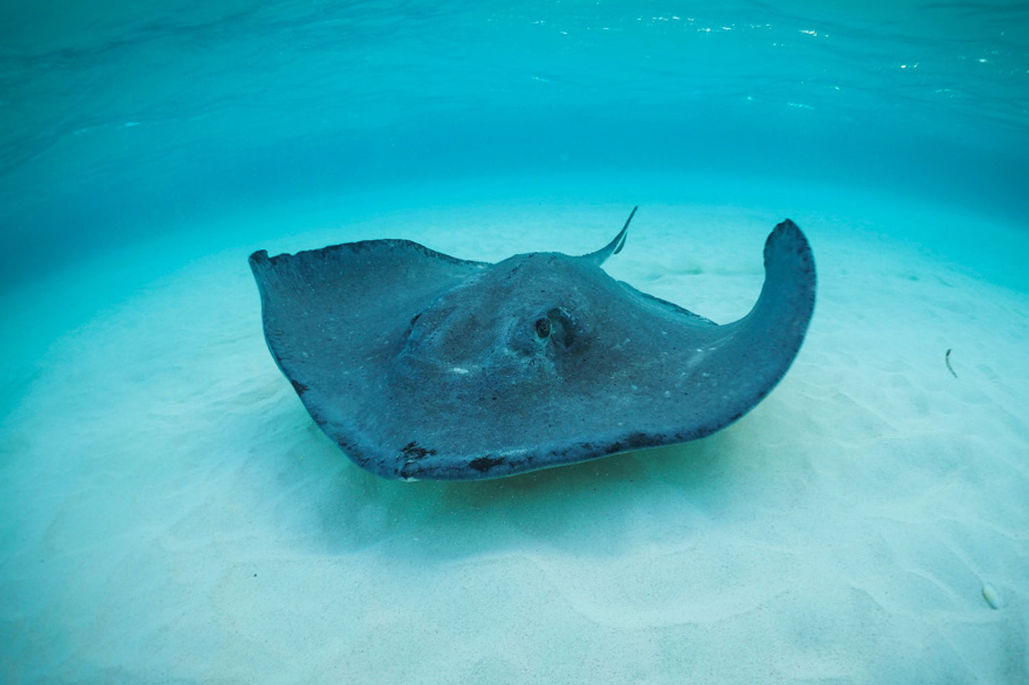 Maya_Luxe_Riviera_Maya_Luxury_Vacations_Mexico_What_to_Do_Playa_del_Carmen_Experiences_Snorkel_boat_Star_Fish_Isla_Cozumel_Island_6
