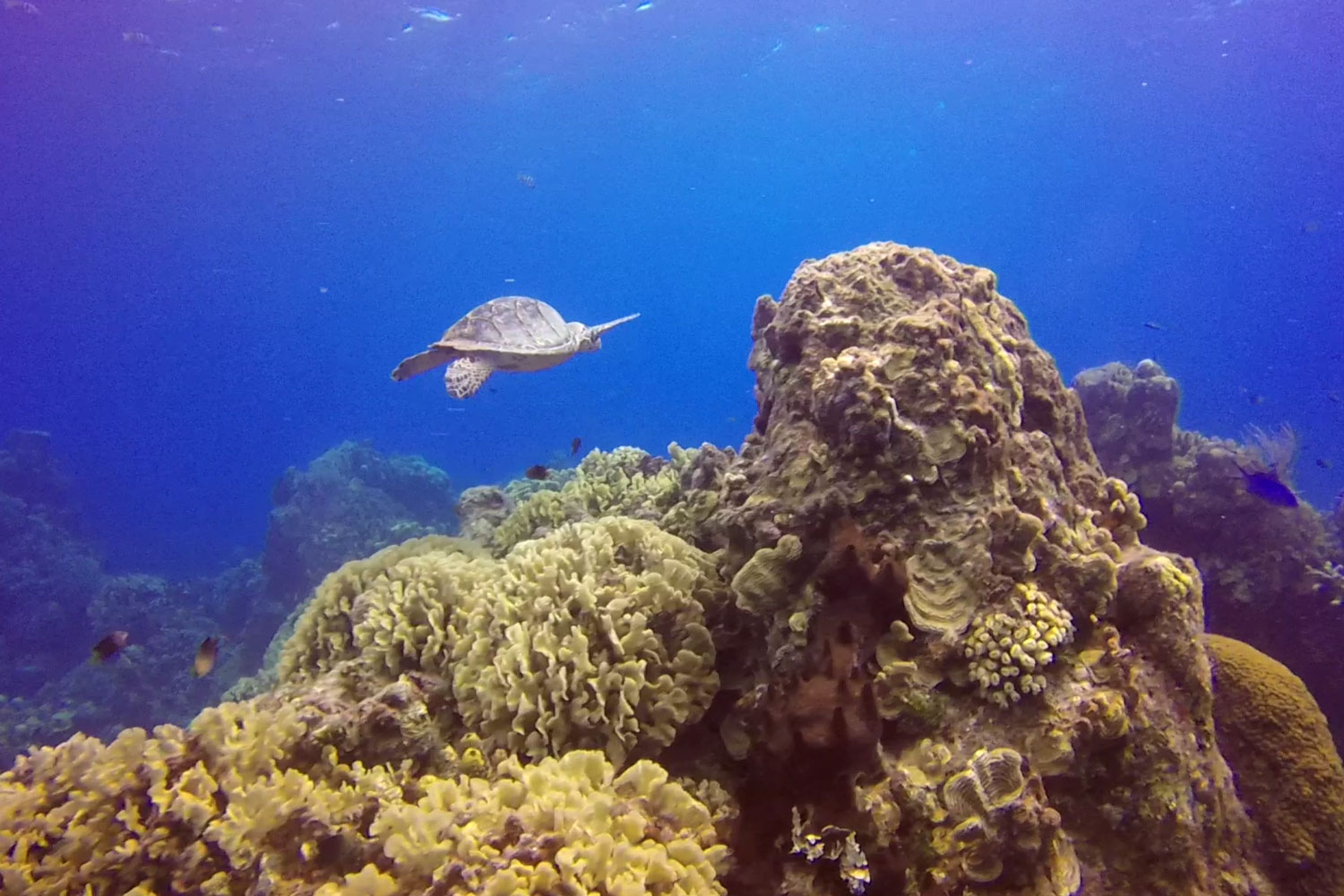 Maya_Luxe_Riviera_Maya_Luxury_Vacations_Mexico_What_to_Do_Playa_del_Carmen_Experiences_Snorkel_boat_Star_Fish_Isla_Cozumel_Island_7