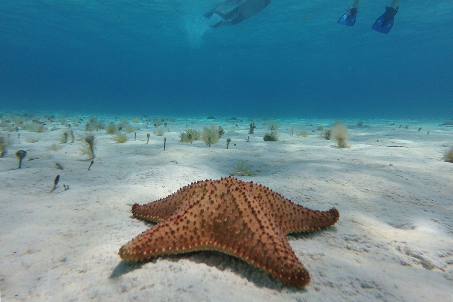 Maya_Luxe_Riviera_Maya_Luxury_Vacations_Mexico_What_to_Do_Playa_del_Carmen_Experiences_Snorkel_boat_Star_Fish_Isla_Cozumel_Island_Cover_2