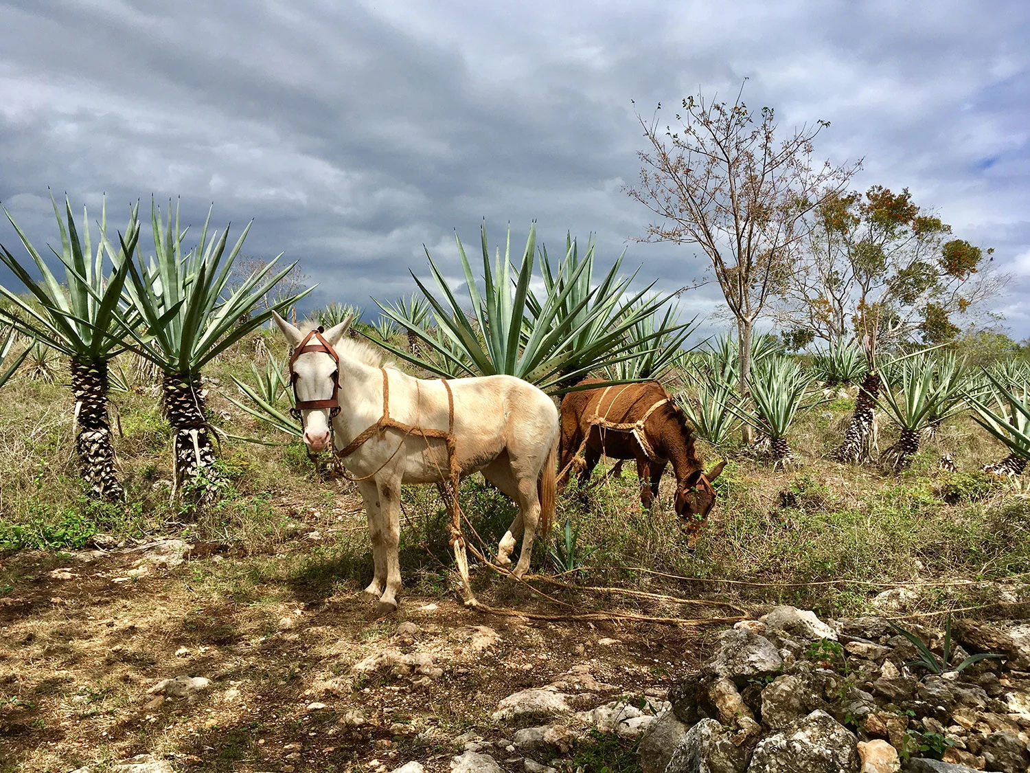 Green Gold of Yucatán: Hacienda Adventure