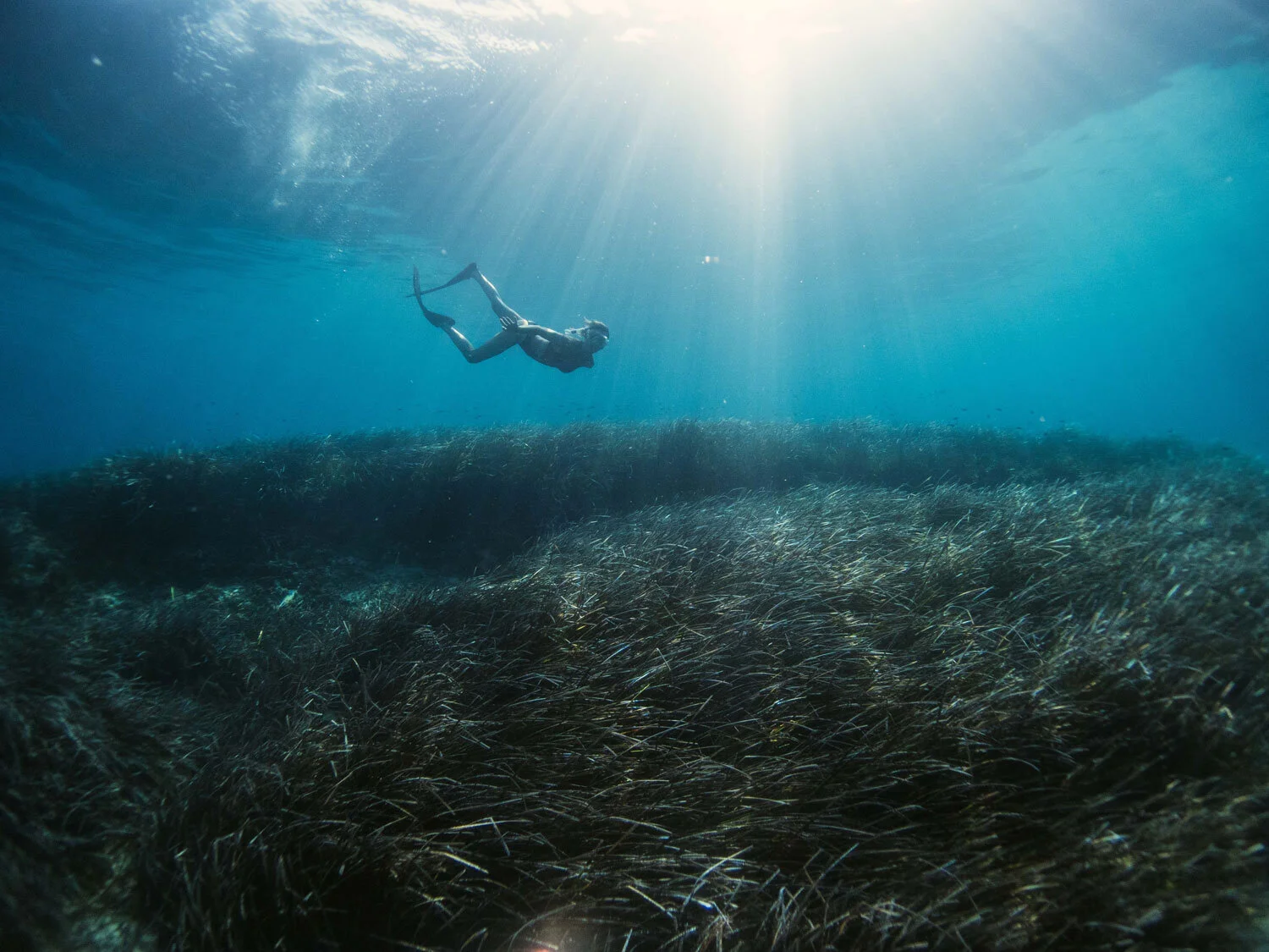 An Unlikely Marine Hero: How Seagrass Can Help Travelers Tackle Climate Change