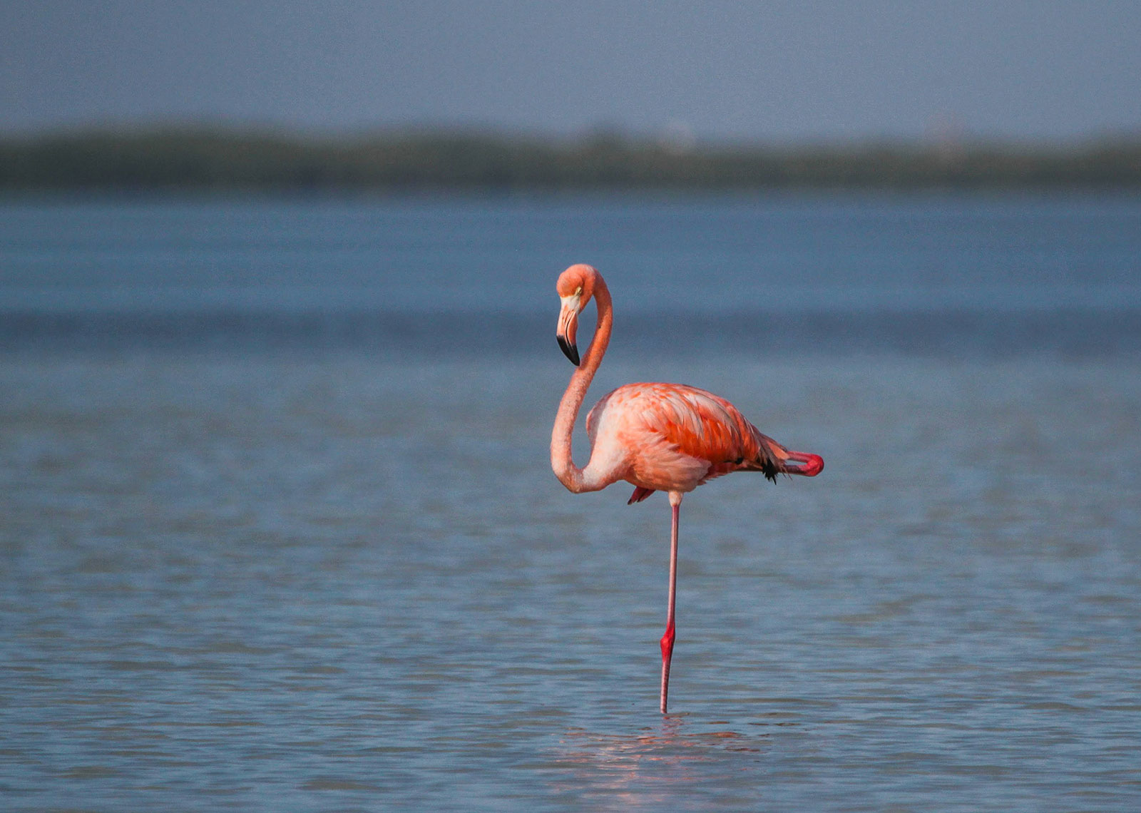 Maya_Luxe_Riviera_Maya_Luxury_Exeperiences_Mexico_Rio_Lagartos_Pink_Lakes_Expedition_8