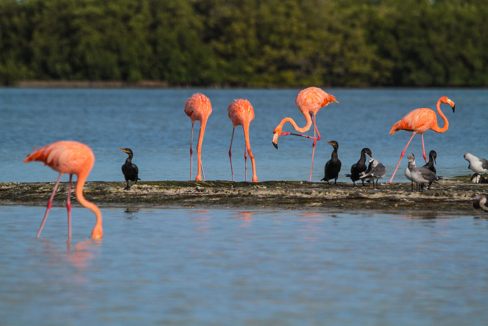 Maya_Luxe_Riviera_Maya_Luxury_Exeperiences_Mexico_Rio_Lagartos_Pink_Lakes_Expedition_9
