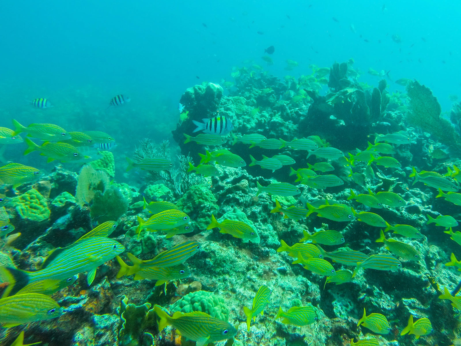 Maya_Luxe_Riviera_Maya_Luxury_Vacations_Mexico_Isla_Mujeres_Snorkel_Discovery_13