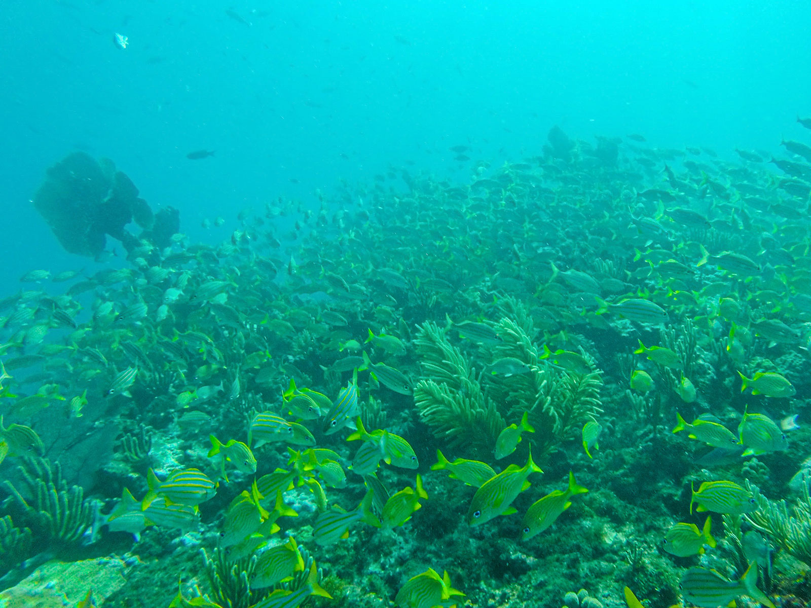 Maya_Luxe_Riviera_Maya_Luxury_Vacations_Mexico_Isla_Mujeres_Snorkel_Discovery_14