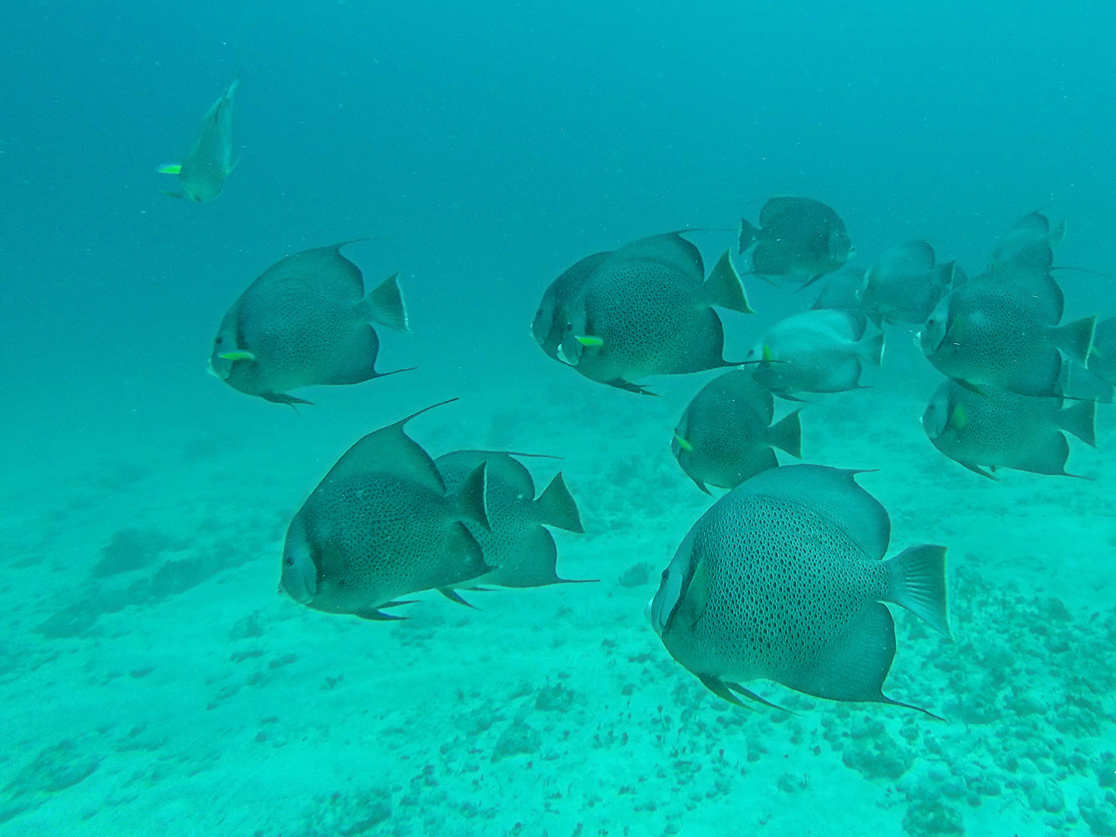 Maya_Luxe_Riviera_Maya_Luxury_Vacations_Mexico_Isla_Mujeres_Snorkel_Discovery_16