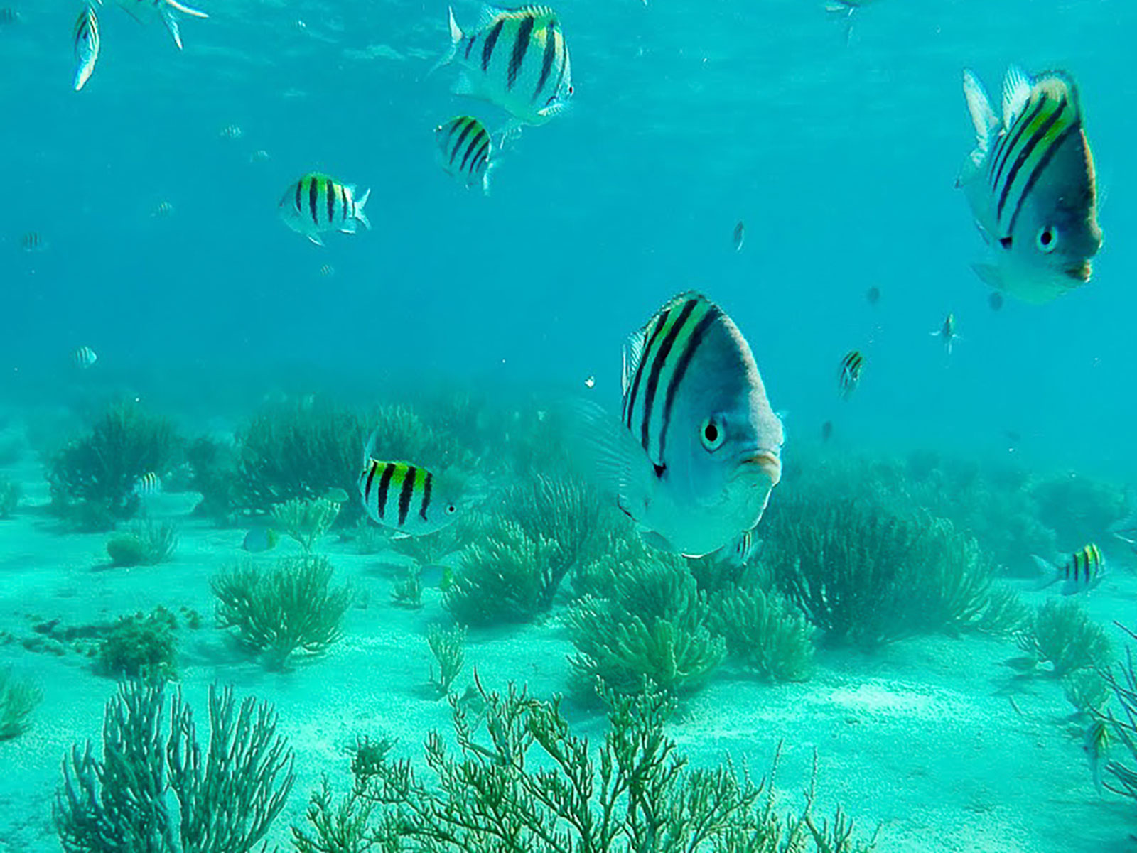 Maya_Luxe_Riviera_Maya_Luxury_Vacations_Mexico_Isla_Mujeres_Snorkel_Discovery_200725_isla_mujeres_nowm-190