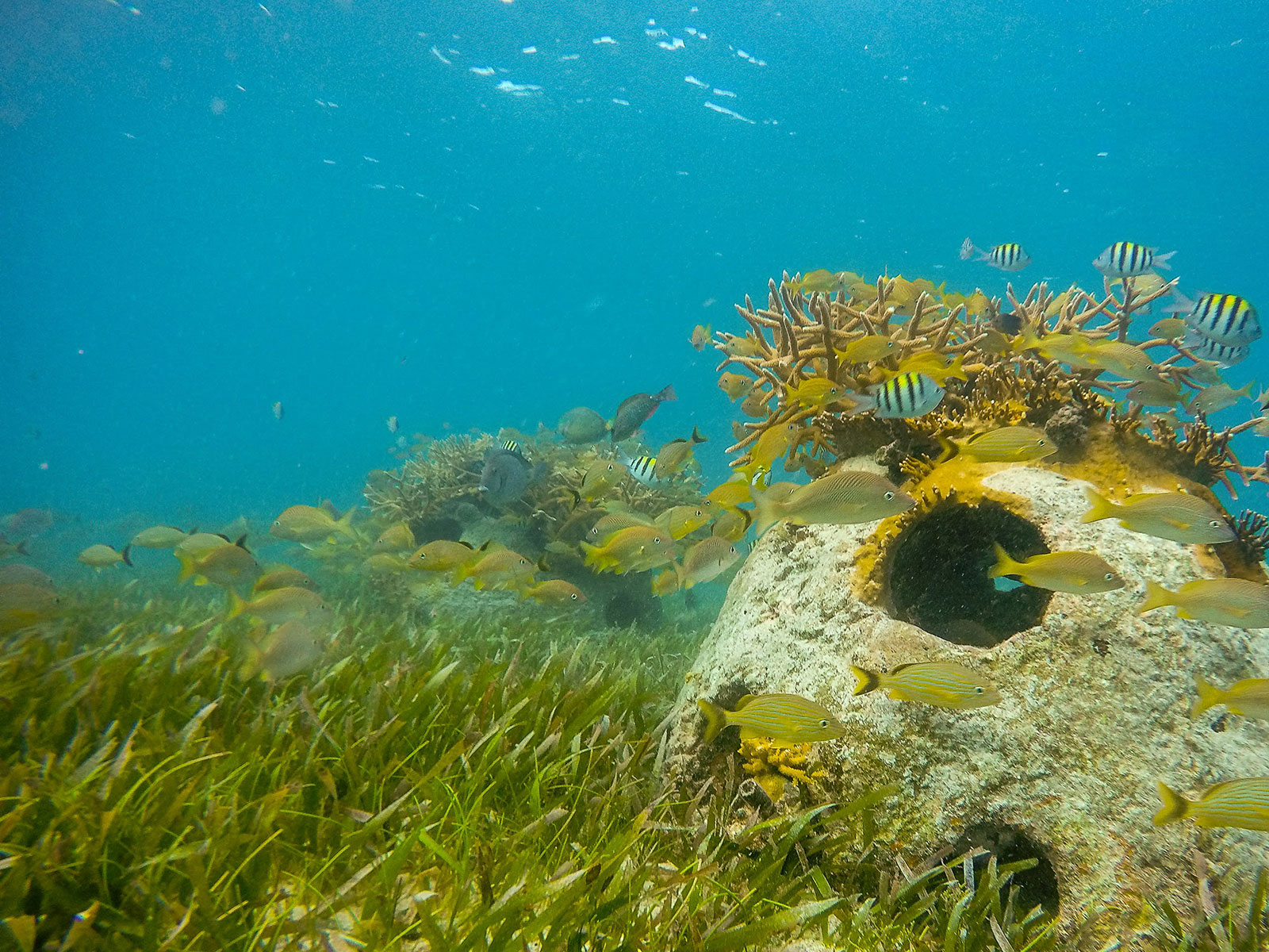 Maya_Luxe_Riviera_Maya_Luxury_Vacations_Mexico_Isla_Mujeres_Snorkel_Discovery_24