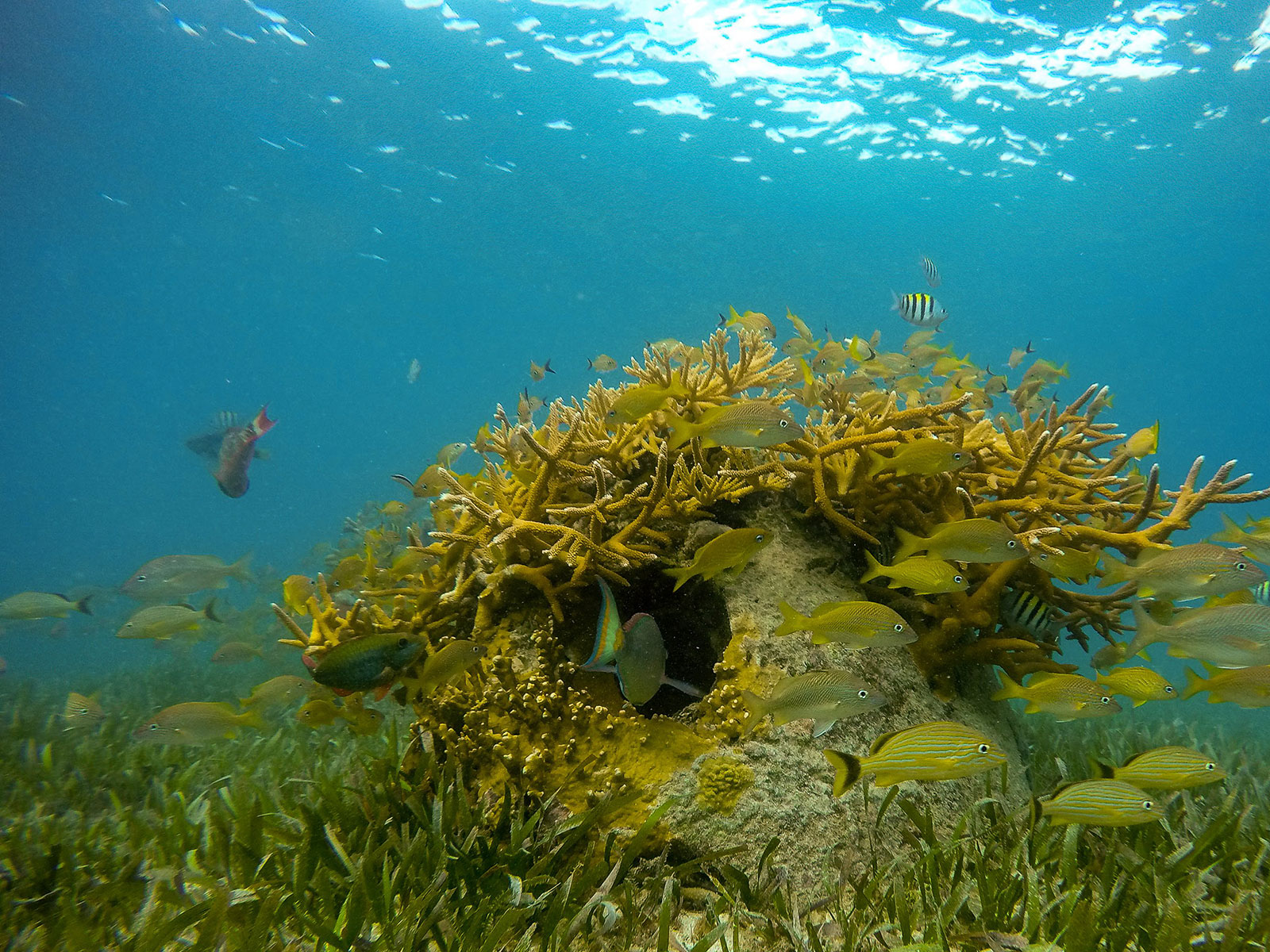 Maya_Luxe_Riviera_Maya_Luxury_Vacations_Mexico_Isla_Mujeres_Snorkel_Discovery_25