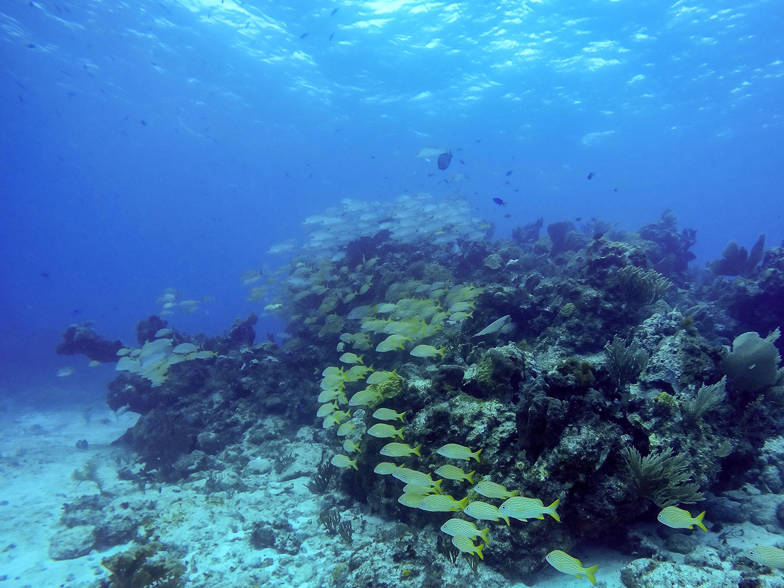 Maya_Luxe_Riviera_Maya_Luxury_Vacations_Mexico_Isla_Mujeres_Snorkel_Discovery_27