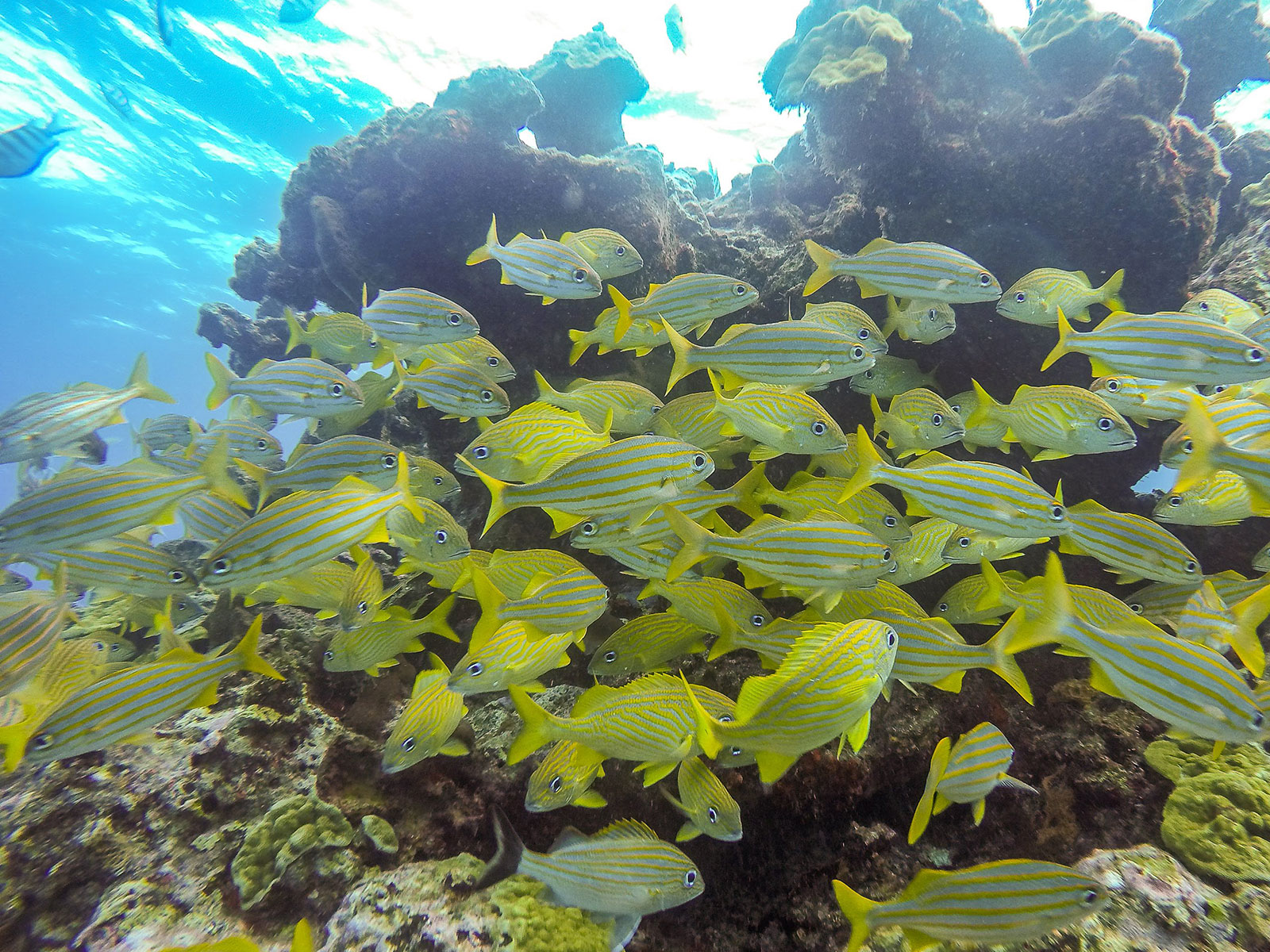 Maya_Luxe_Riviera_Maya_Luxury_Vacations_Mexico_Isla_Mujeres_Snorkel_Discovery_28