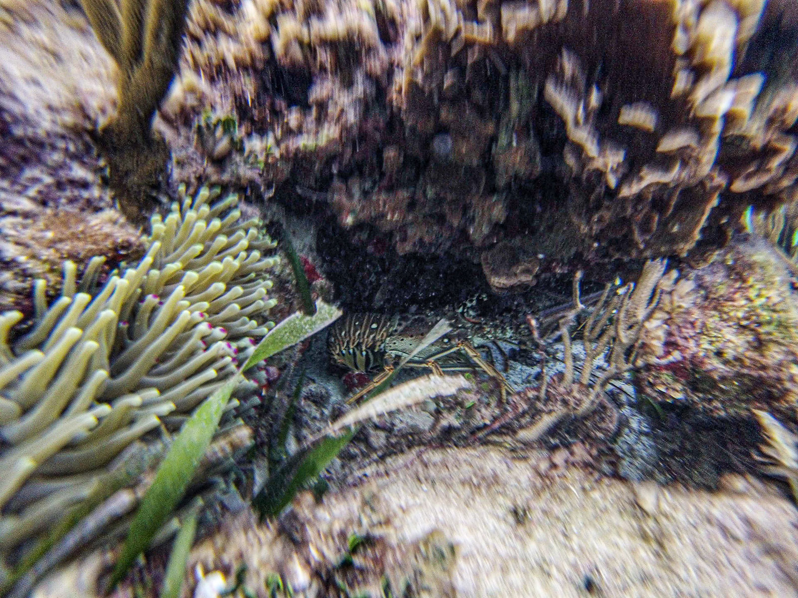 Maya_Luxe_Riviera_Maya_Luxury_Vacations_Mexico_Puerto_Morelos_Snorkel_Adventure_10