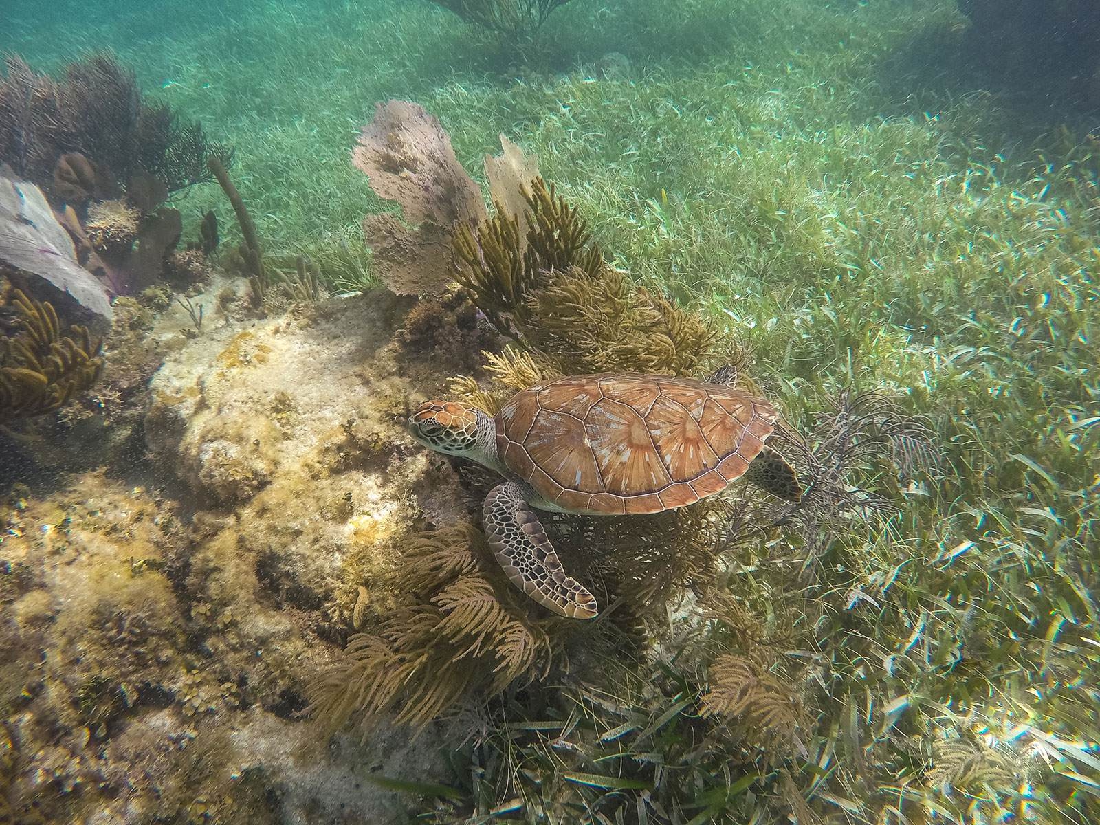 Maya_Luxe_Riviera_Maya_Luxury_Vacations_Mexico_Puerto_Morelos_Snorkel_Adventure_12