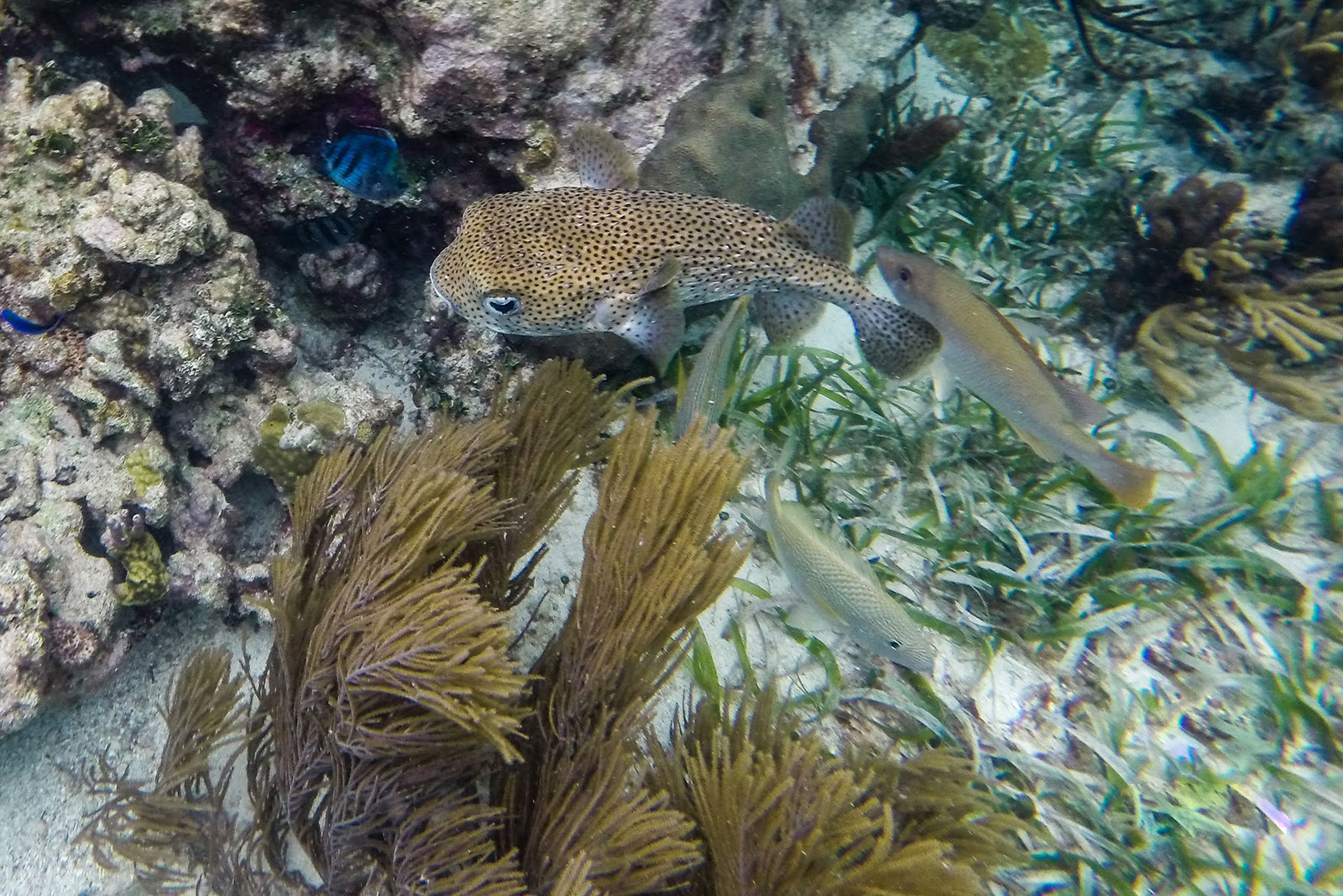 Maya_Luxe_Riviera_Maya_Luxury_Vacations_Mexico_Puerto_Morelos_Snorkel_Adventure_14