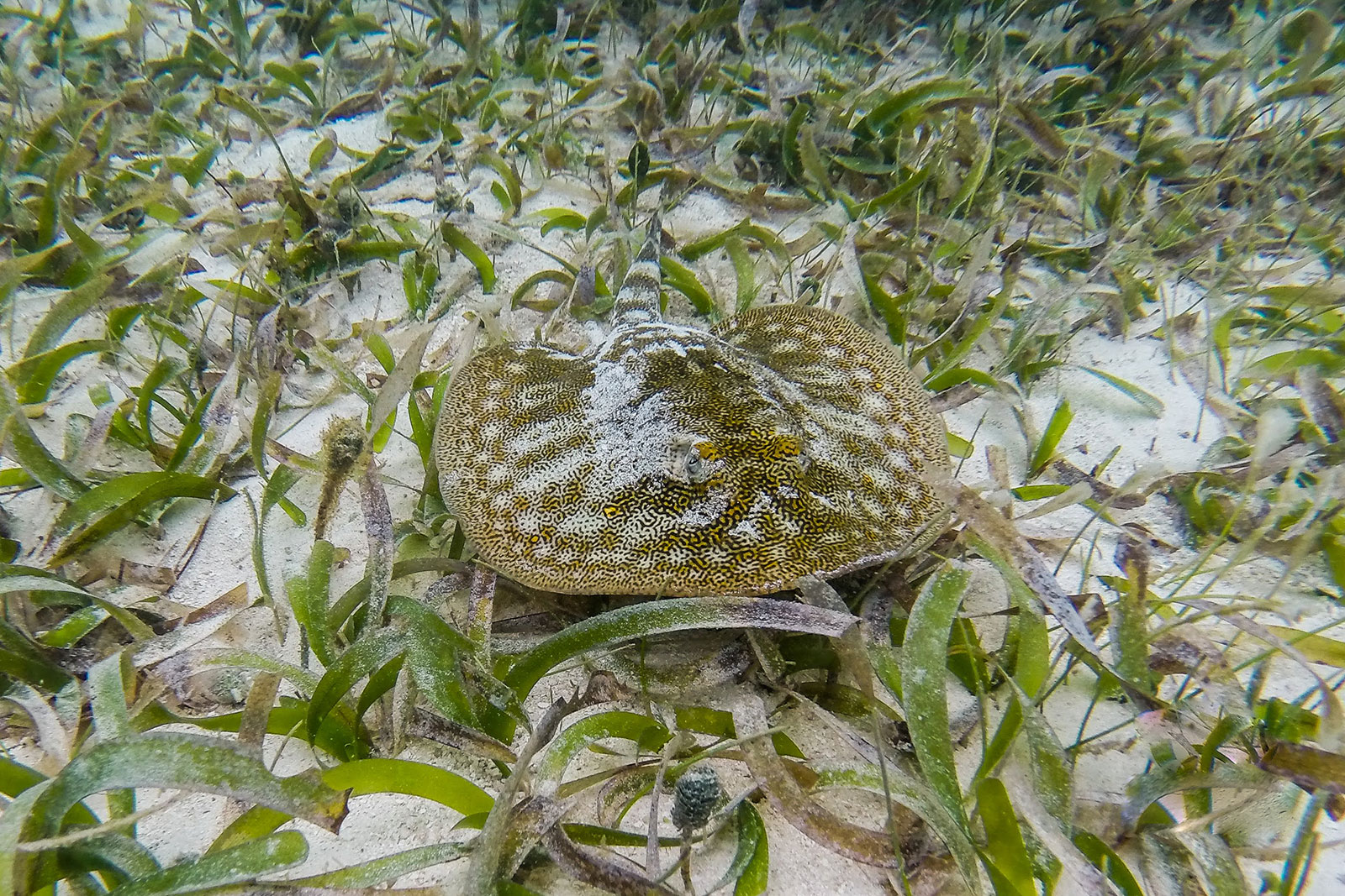 Maya_Luxe_Riviera_Maya_Luxury_Vacations_Mexico_Puerto_Morelos_Snorkel_Adventure_15