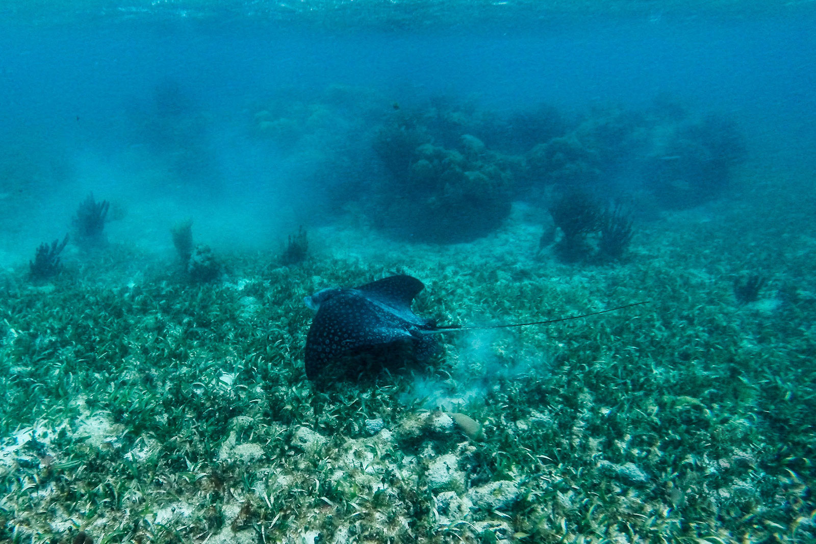 Maya_Luxe_Riviera_Maya_Luxury_Vacations_Mexico_Puerto_Morelos_Snorkel_Adventure_16