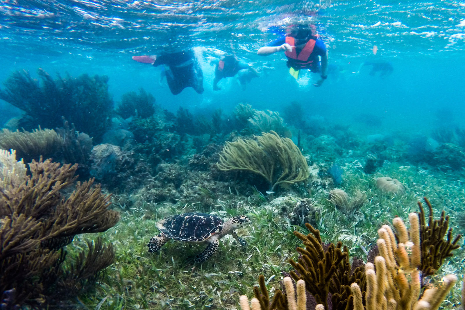 Maya_Luxe_Riviera_Maya_Luxury_Vacations_Mexico_Puerto_Morelos_Snorkel_Adventure_17