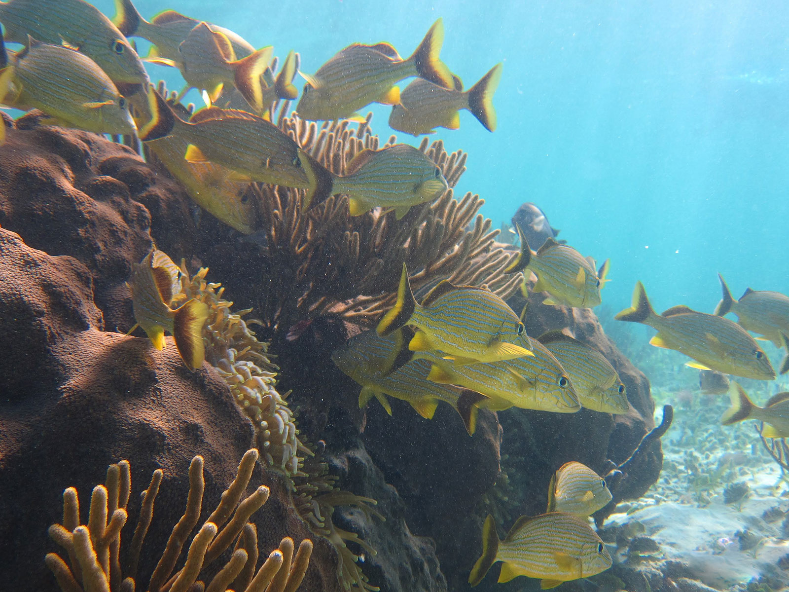 Maya_Luxe_Riviera_Maya_Luxury_Vacations_Mexico_Puerto_Morelos_Snorkel_Adventure_18