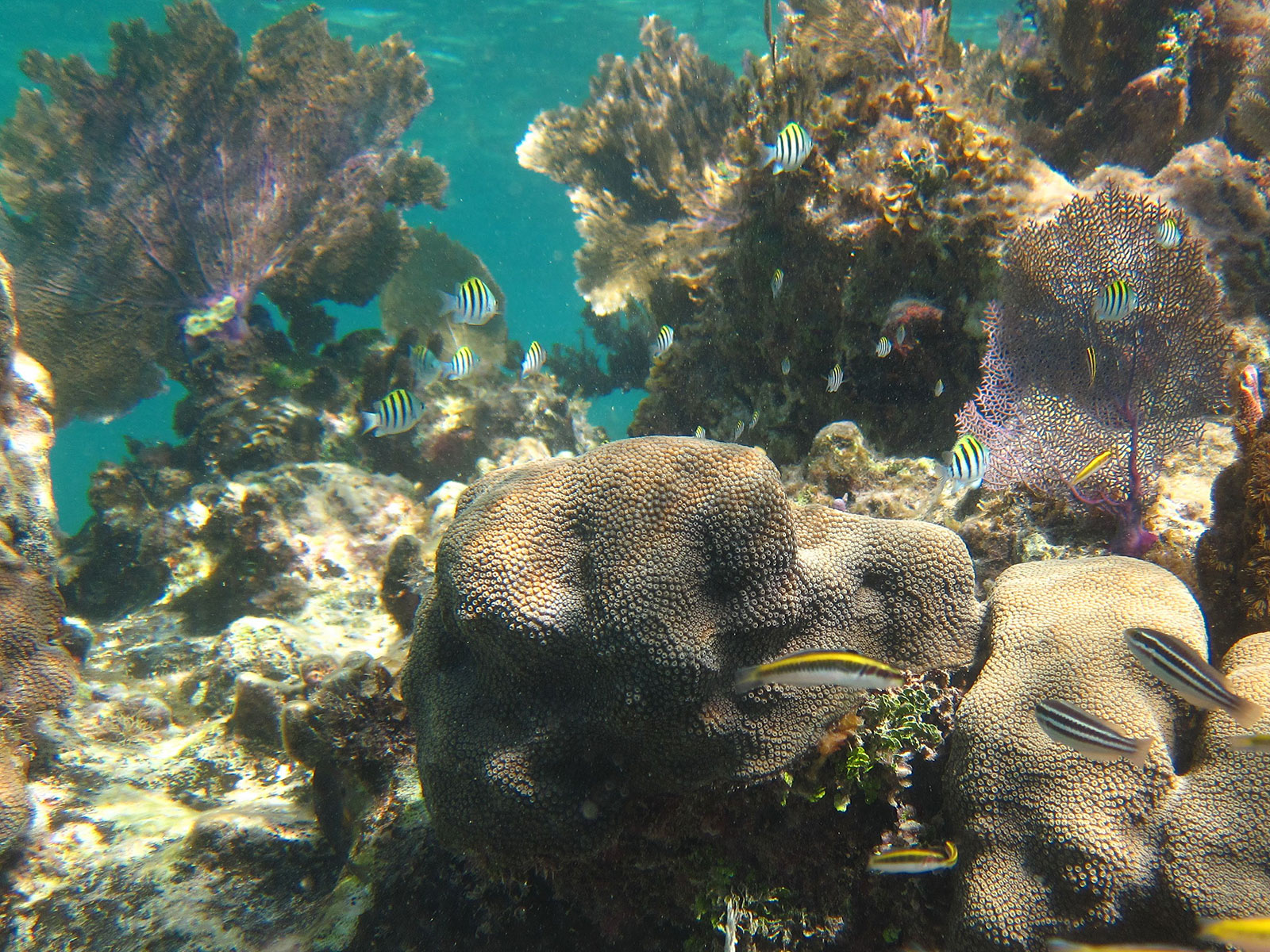 Maya_Luxe_Riviera_Maya_Luxury_Vacations_Mexico_Puerto_Morelos_Snorkel_Adventure_19