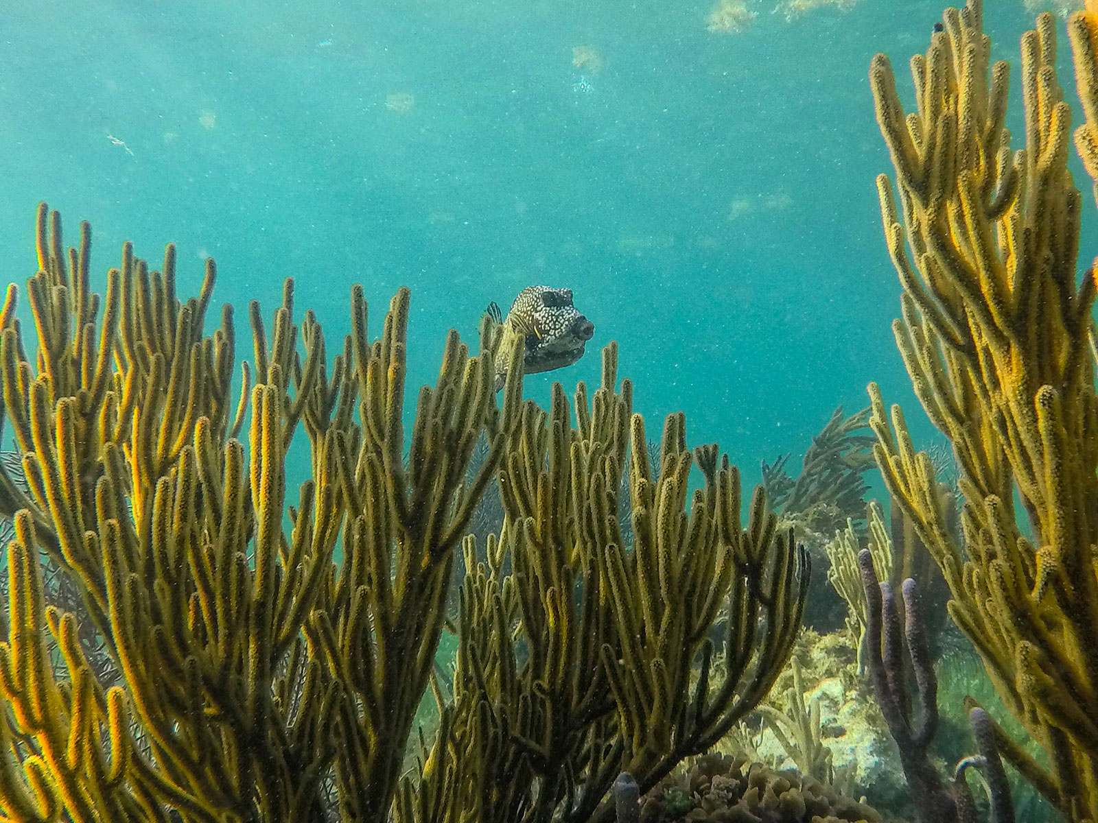 Maya_Luxe_Riviera_Maya_Luxury_Vacations_Mexico_Puerto_Morelos_Snorkel_Adventure_200727_puerto_morelos_nowm-31