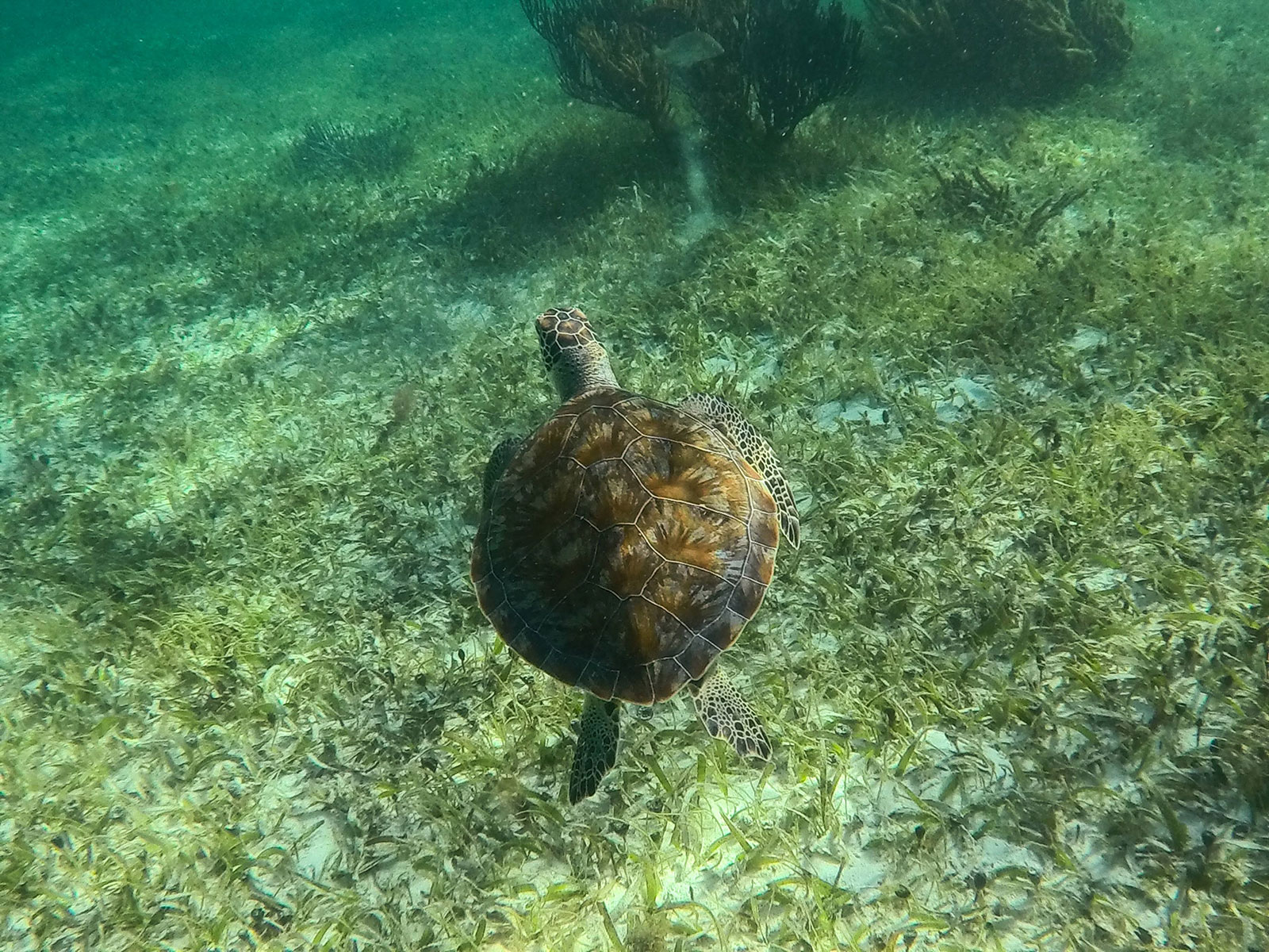 Maya_Luxe_Riviera_Maya_Luxury_Vacations_Mexico_Puerto_Morelos_Snorkel_Adventure_200727_puerto_morelos_nowm-32