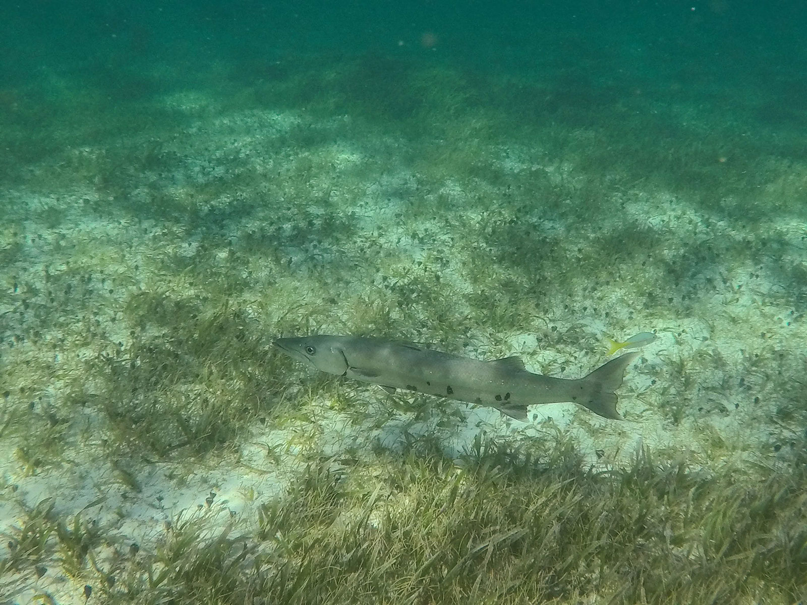 Maya_Luxe_Riviera_Maya_Luxury_Vacations_Mexico_Puerto_Morelos_Snorkel_Adventure_200727_puerto_morelos_nowm-33