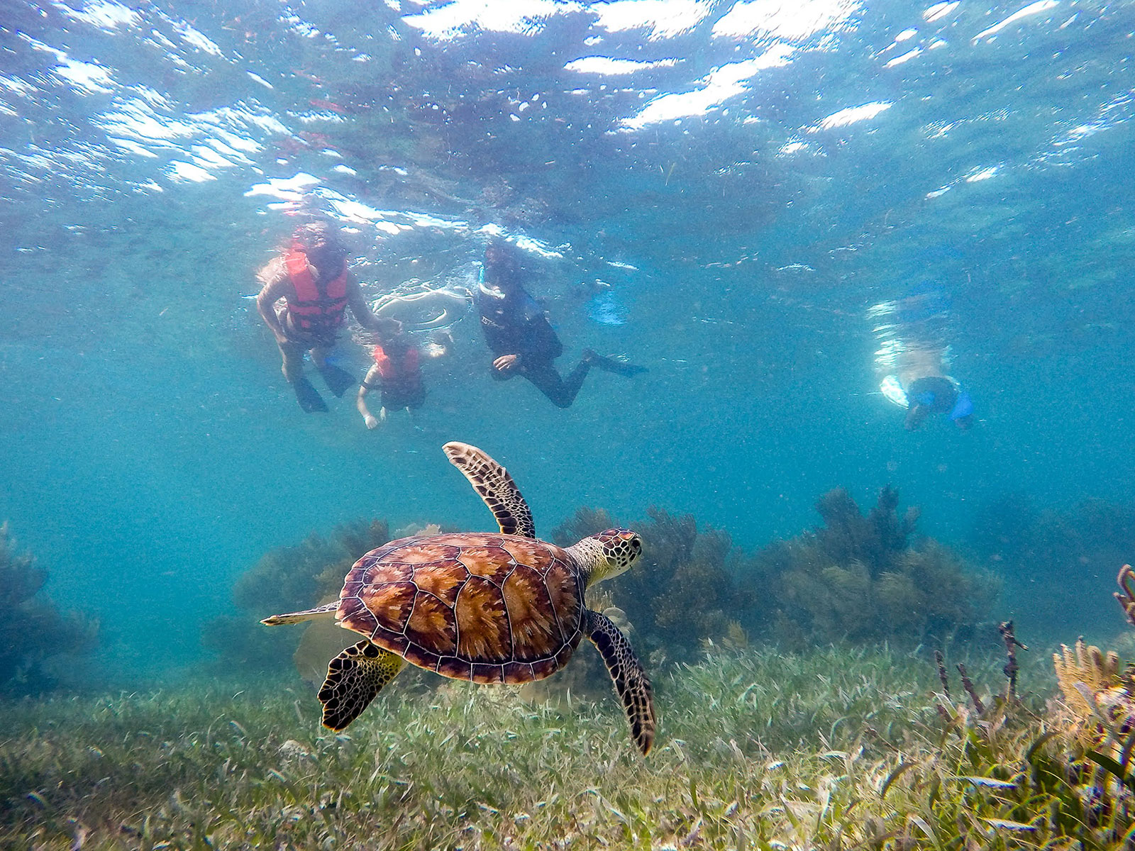 Maya_Luxe_Riviera_Maya_Luxury_Vacations_Mexico_Puerto_Morelos_Snorkel_Adventure_200727_puerto_morelos_nowm-37