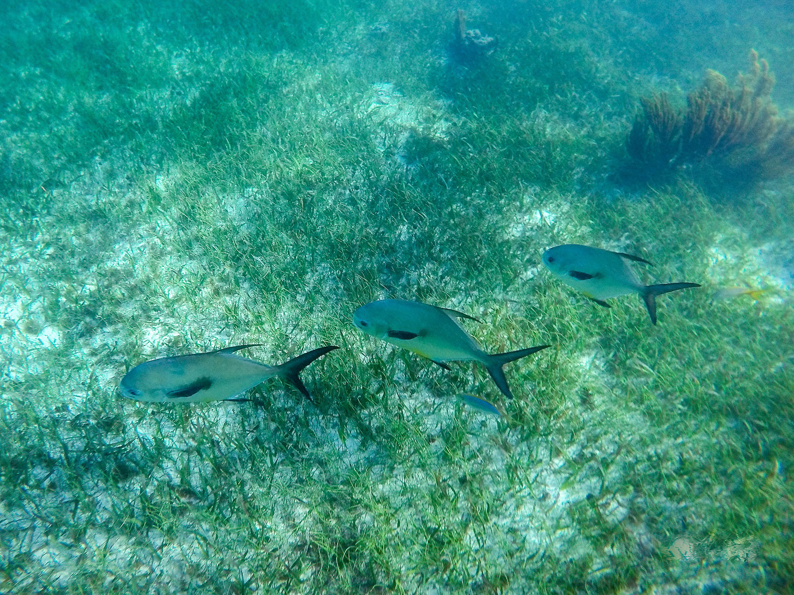 Maya_Luxe_Riviera_Maya_Luxury_Vacations_Mexico_Puerto_Morelos_Snorkel_Adventure_200727_puerto_morelos_nowm-41