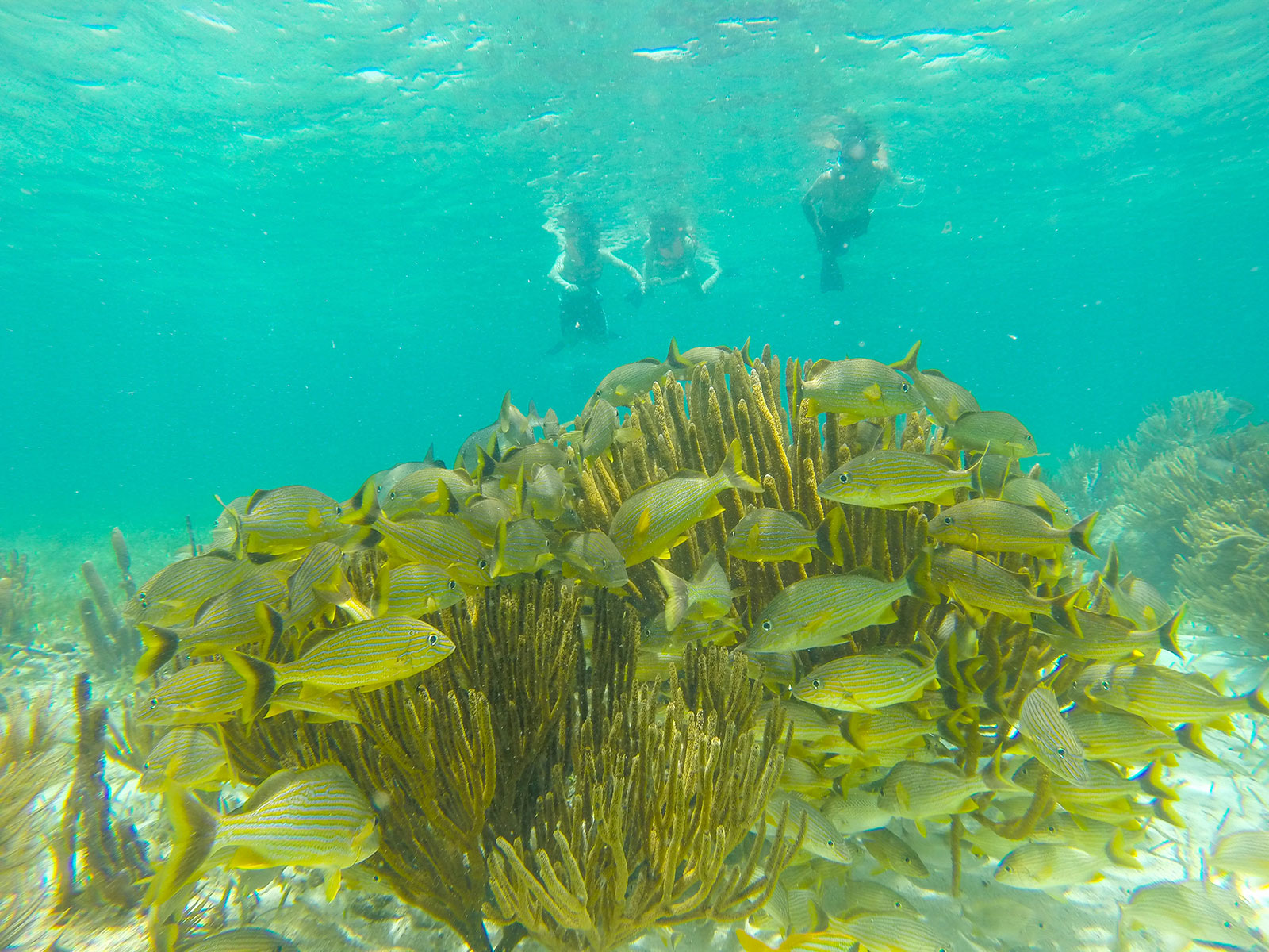 Maya_Luxe_Riviera_Maya_Luxury_Vacations_Mexico_Puerto_Morelos_Snorkel_Adventure_200727_puerto_morelos_nowm-43