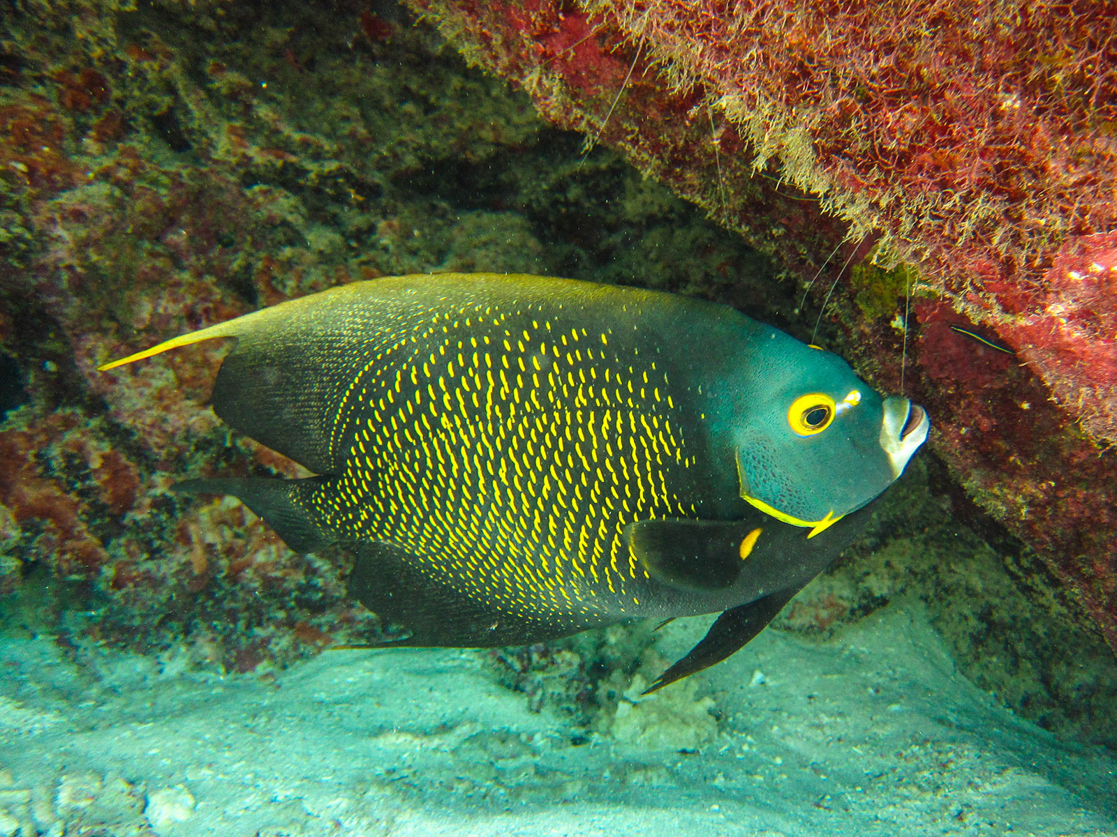 Maya_Luxe_Riviera_Maya_Luxury_Vacations_Mexico_Puerto_Morelos_Snorkel_Adventure_200727_puerto_morelos_nowm-45