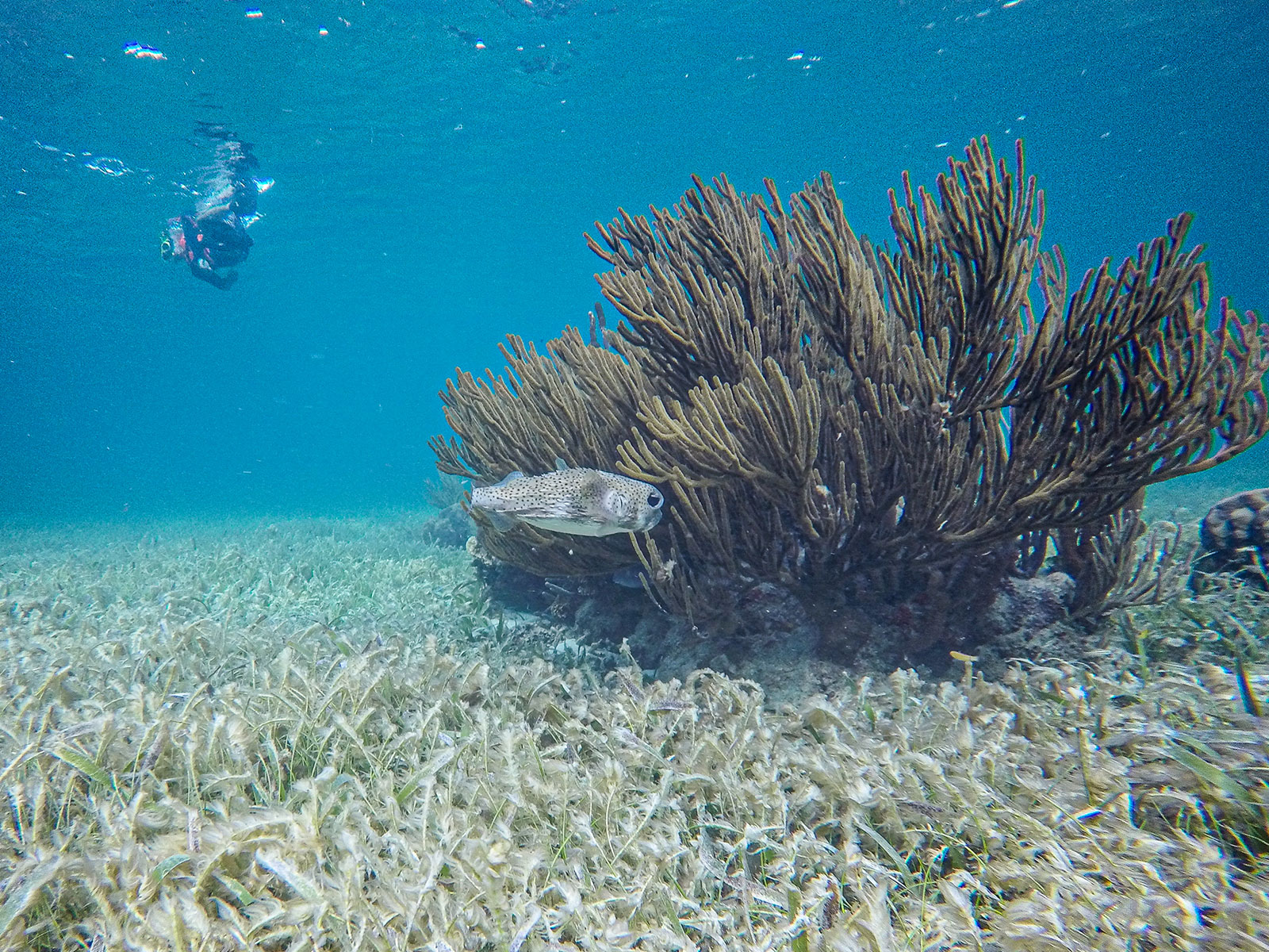Maya_Luxe_Riviera_Maya_Luxury_Vacations_Mexico_Puerto_Morelos_Snorkel_Adventure_3